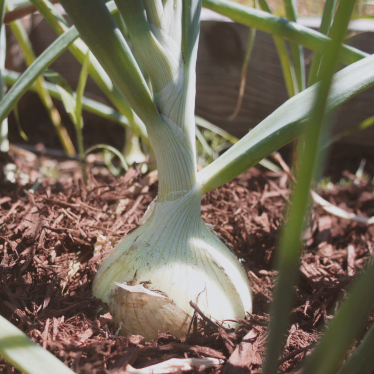 White Sweet Spanish Onion Seeds, 205 seeds