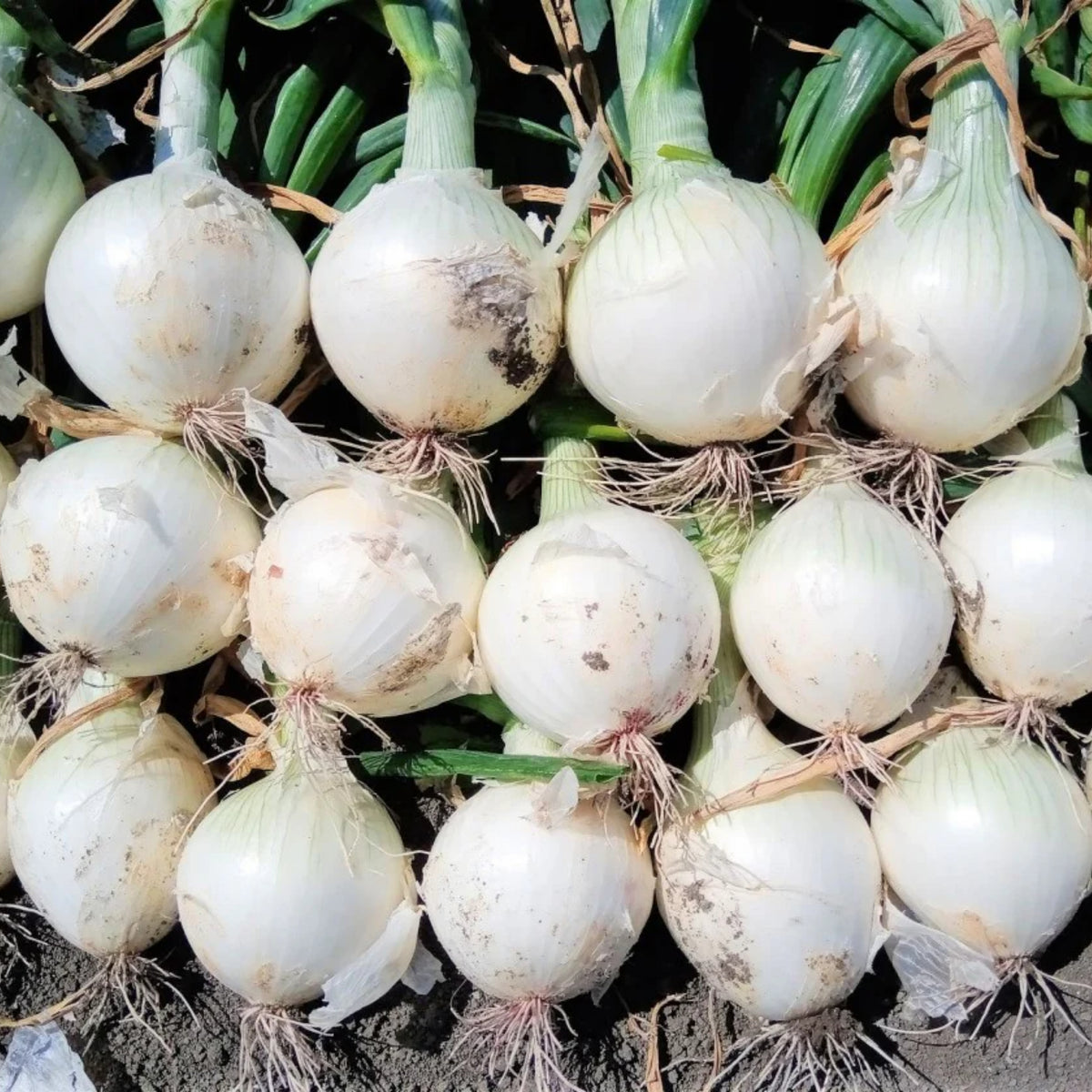 White Sweet Spanish Onion Seeds, 205 seeds