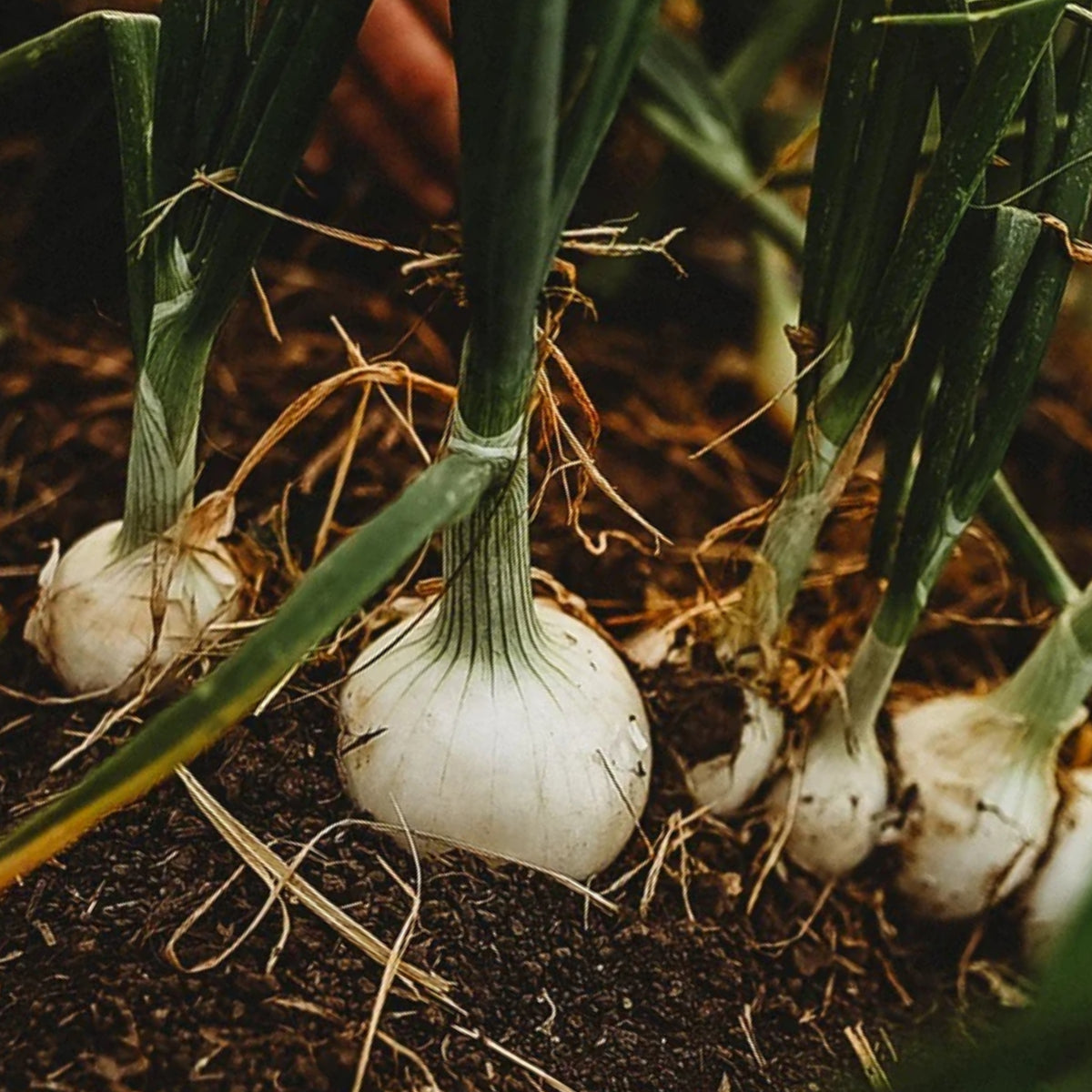 White Sweet Spanish Onion Seeds, 205 seeds