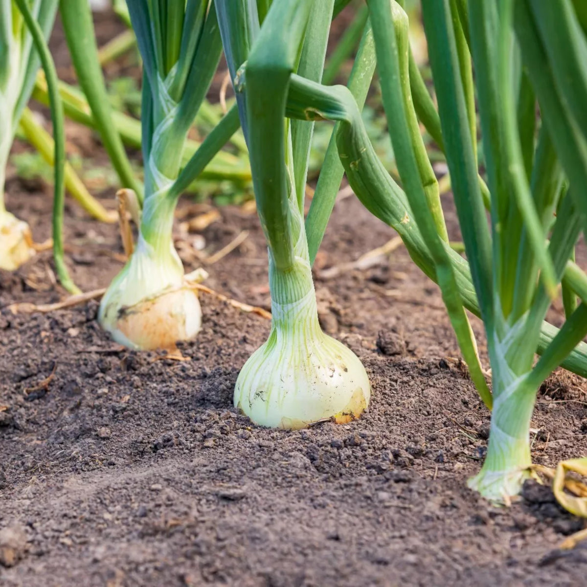 White Sweet Spanish Onion Seeds, 205 seeds