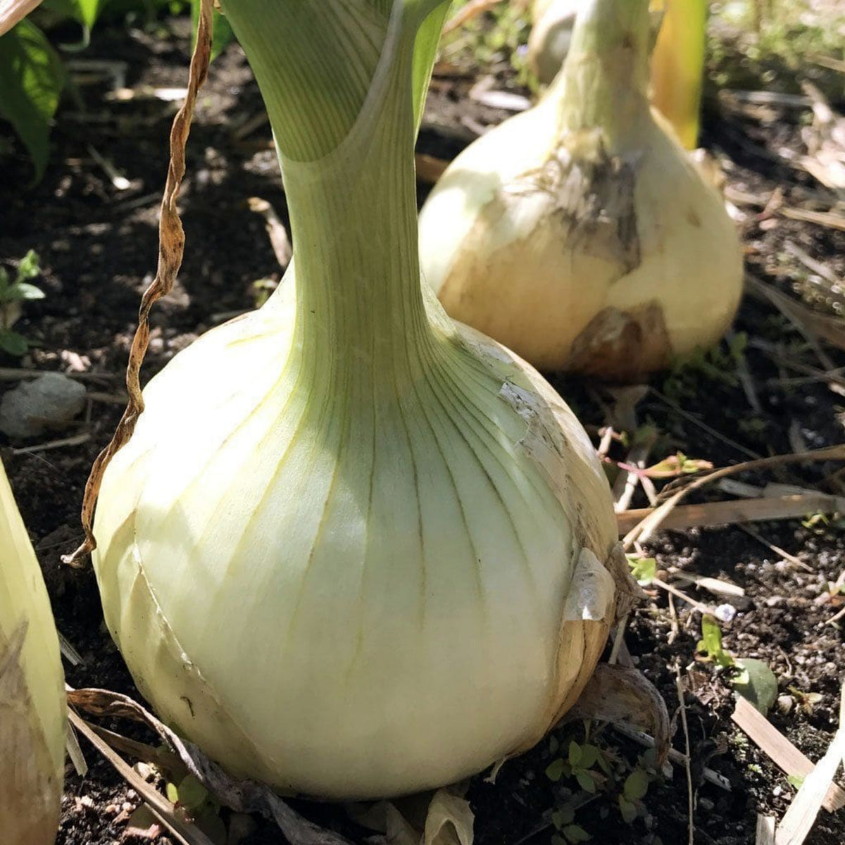 White Sweet Spanish Onion Seeds, 205 seeds