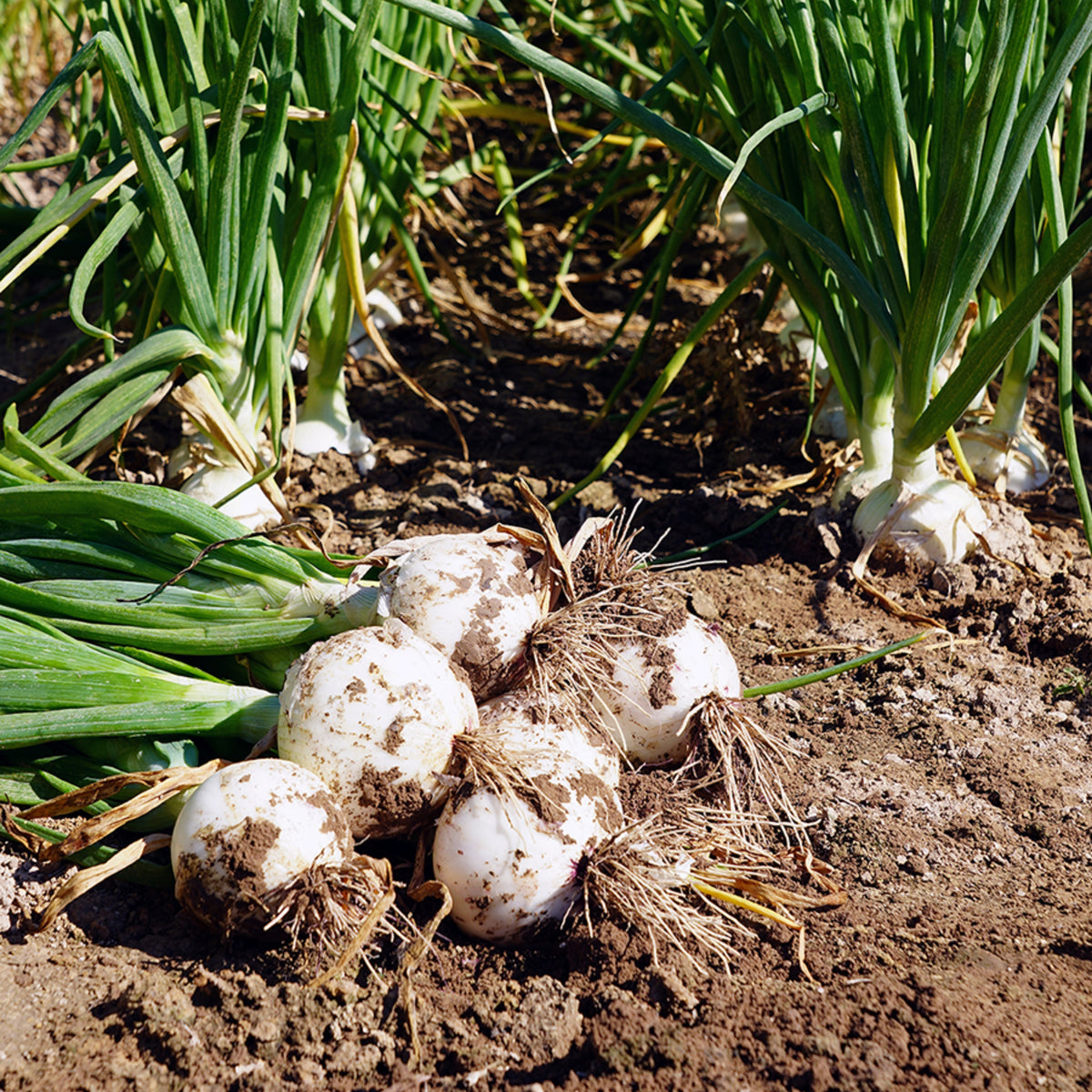White Sweet Spanish Onion Seeds, 205 seeds