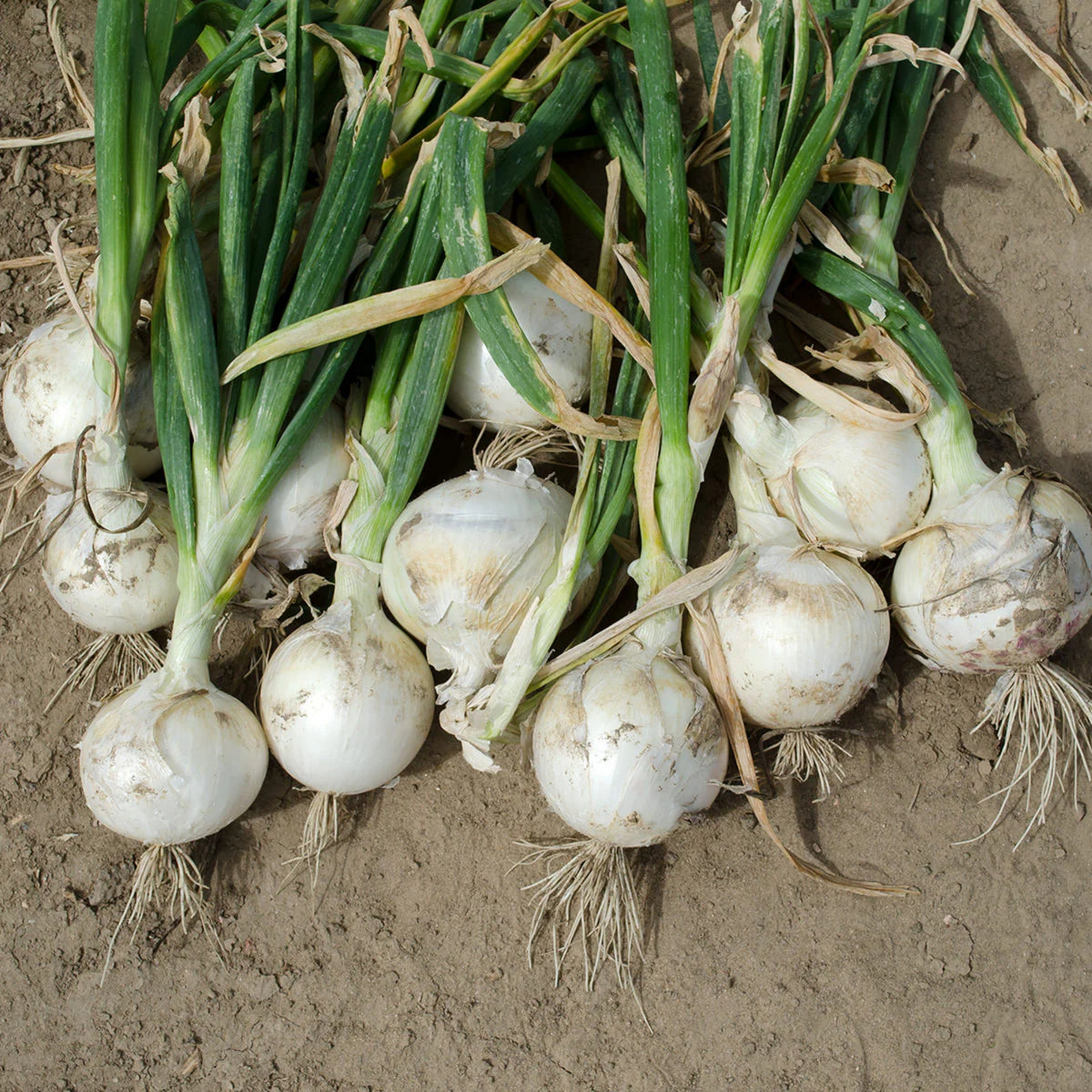 White Sweet Spanish Onion Seeds, 205 seeds