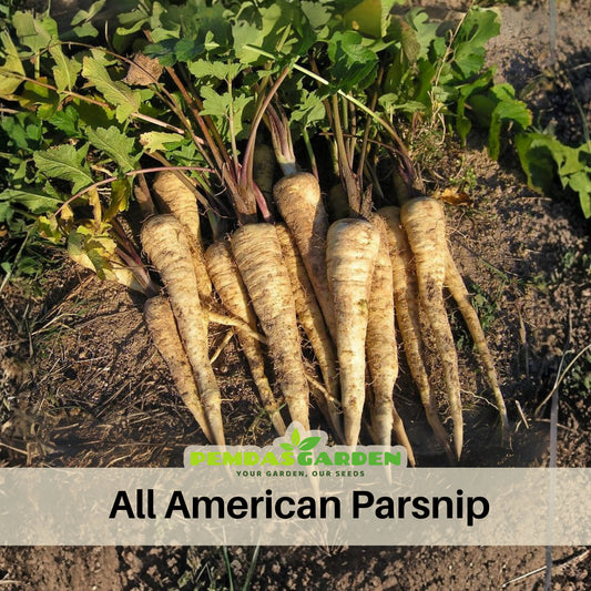 All American Parsnip Seeds, 35 seeds