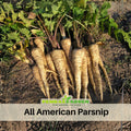 35 Seeds| All American Parsnip Seeds#6046