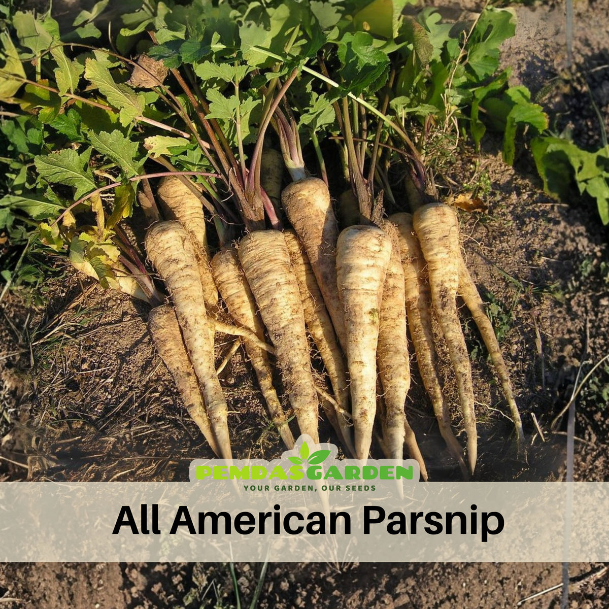 All American Parsnip Seeds, 35 seeds
