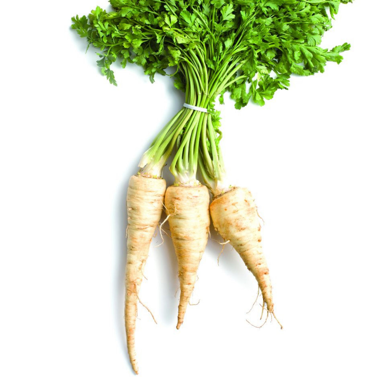 All American Parsnip Seeds, 35 seeds