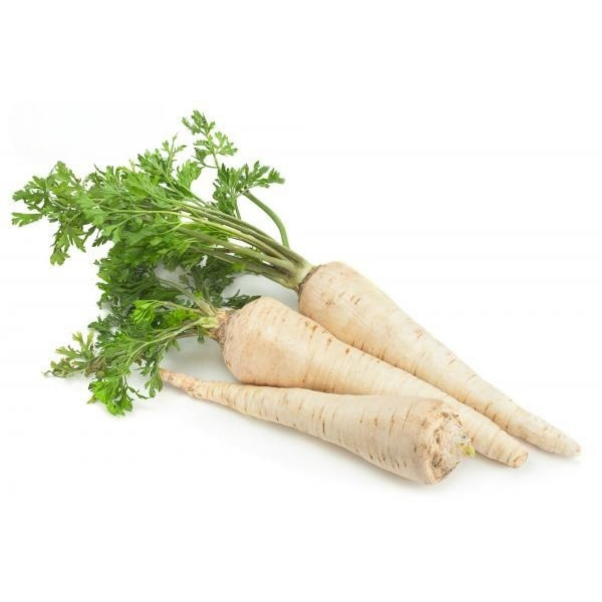 All American Parsnip Seeds, 35 seeds