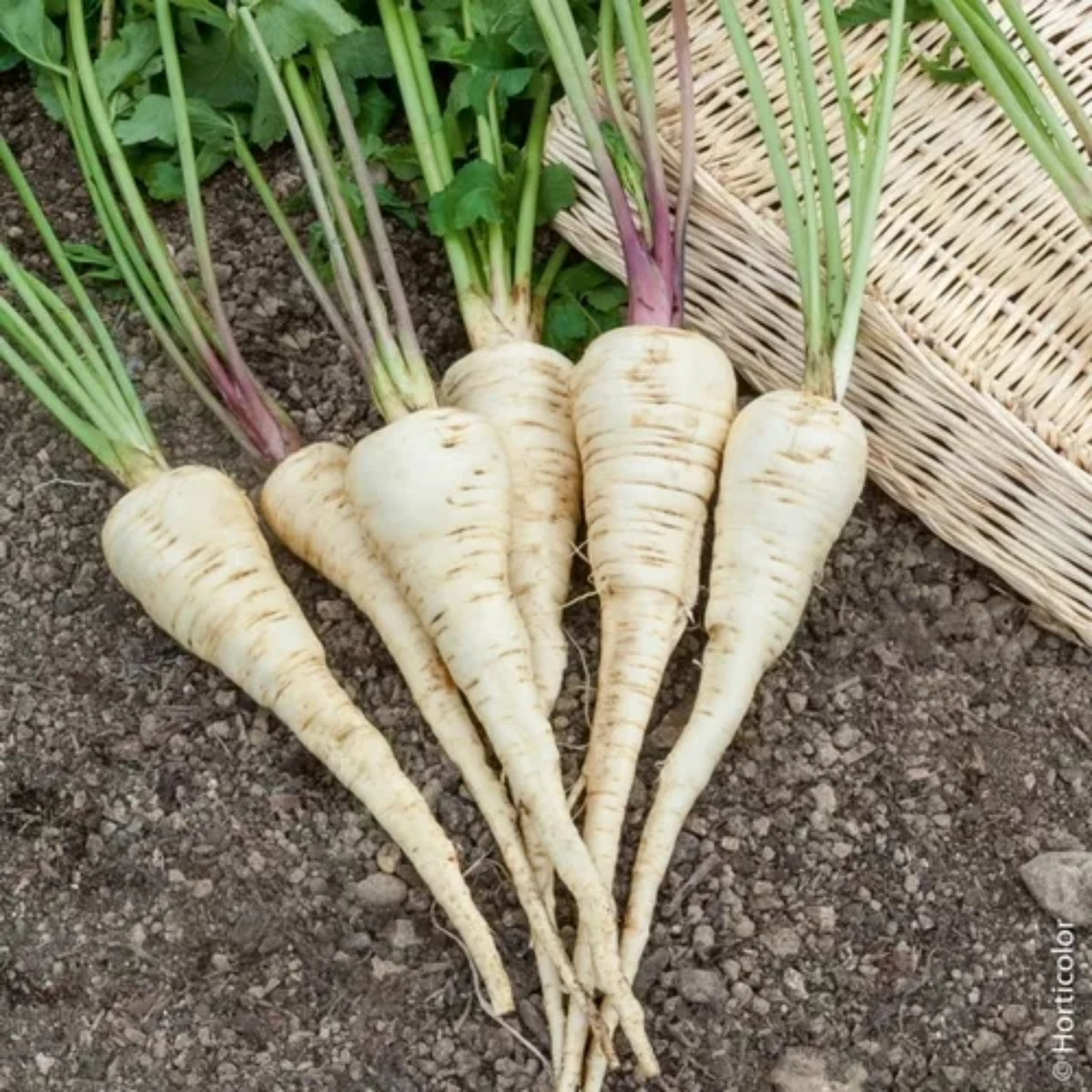 All American Parsnip Seeds, 35 seeds