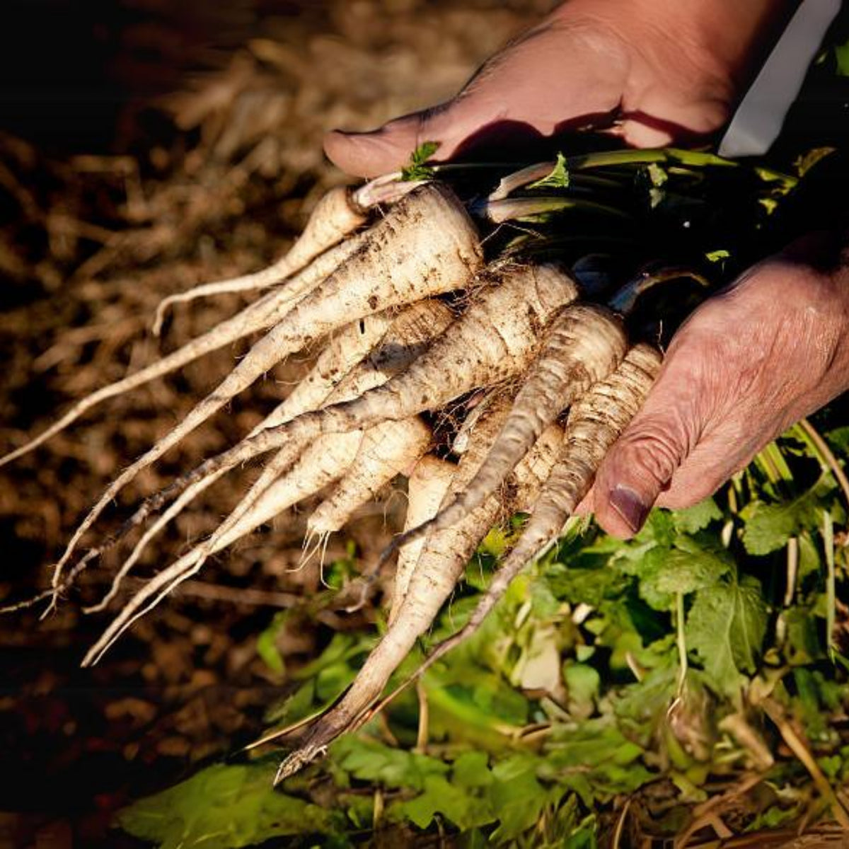 All American Parsnip Seeds, 35 seeds