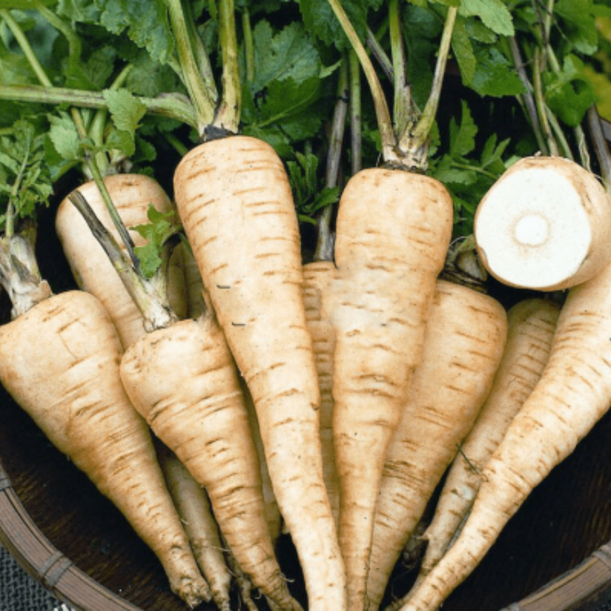All American Parsnip Seeds, 35 seeds