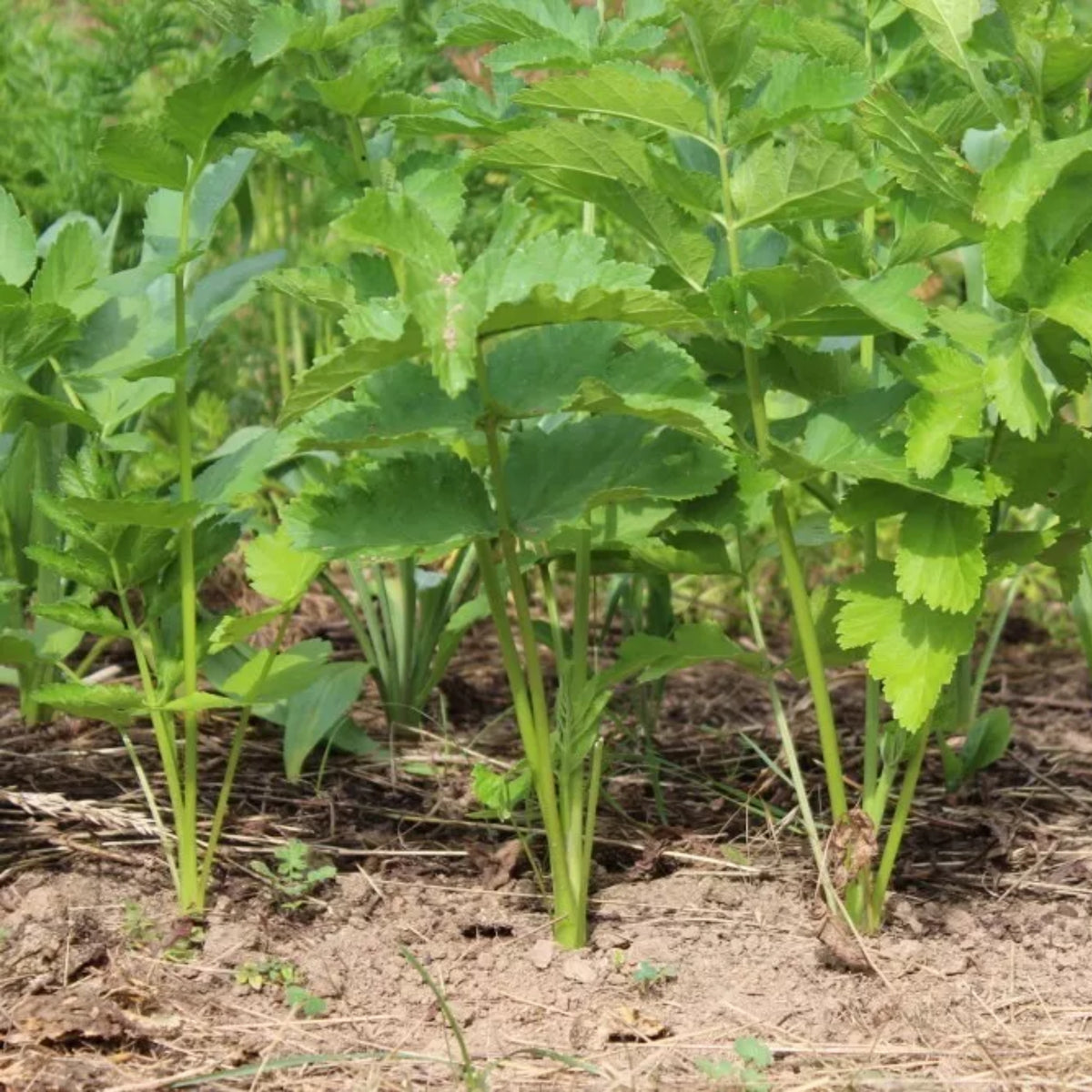 All American Parsnip Seeds, 35 seeds