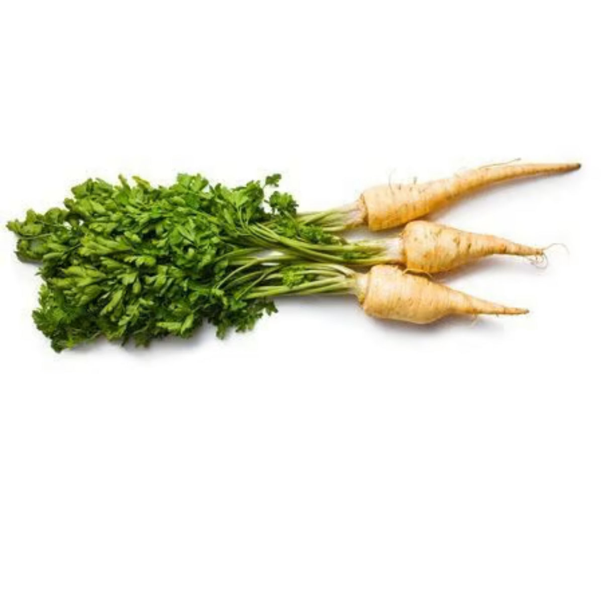 All American Parsnip Seeds, 35 seeds