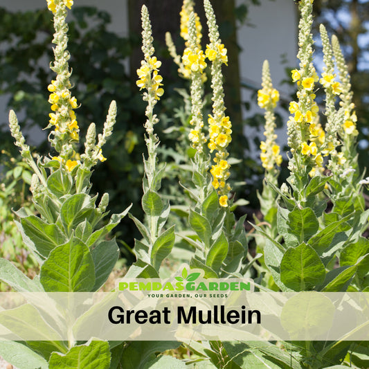 Mullein Common Seeds - Herbs Seeds, 101 seeds