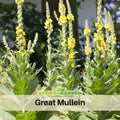 101 Seeds| Mullein Common Seeds- Herbs Seeds #6047
