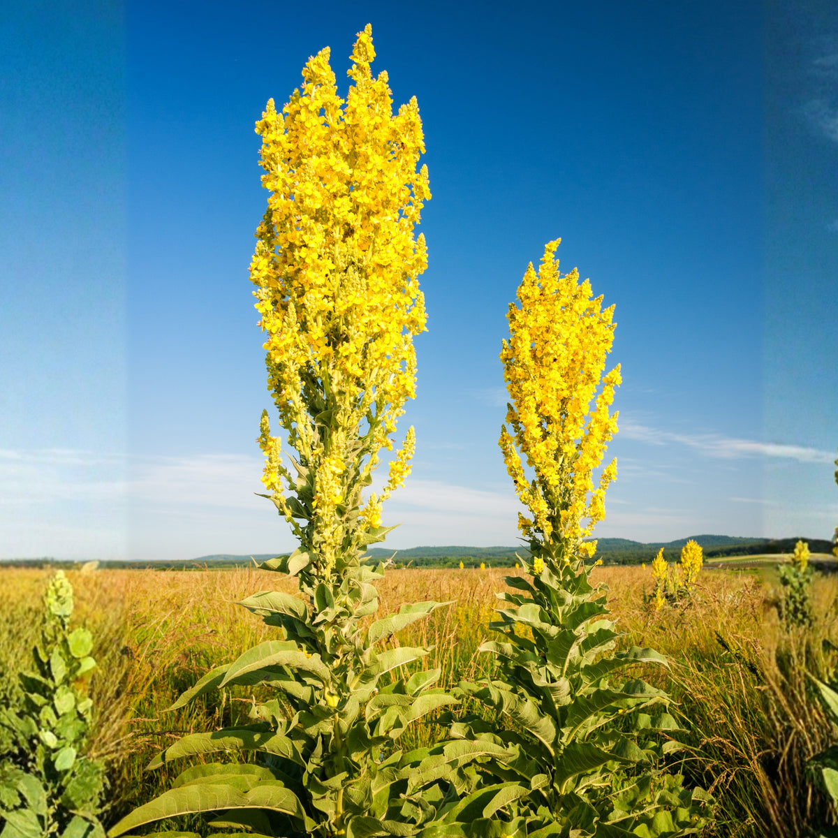 Mullein Common Seeds - Herbs Seeds, 101 seeds