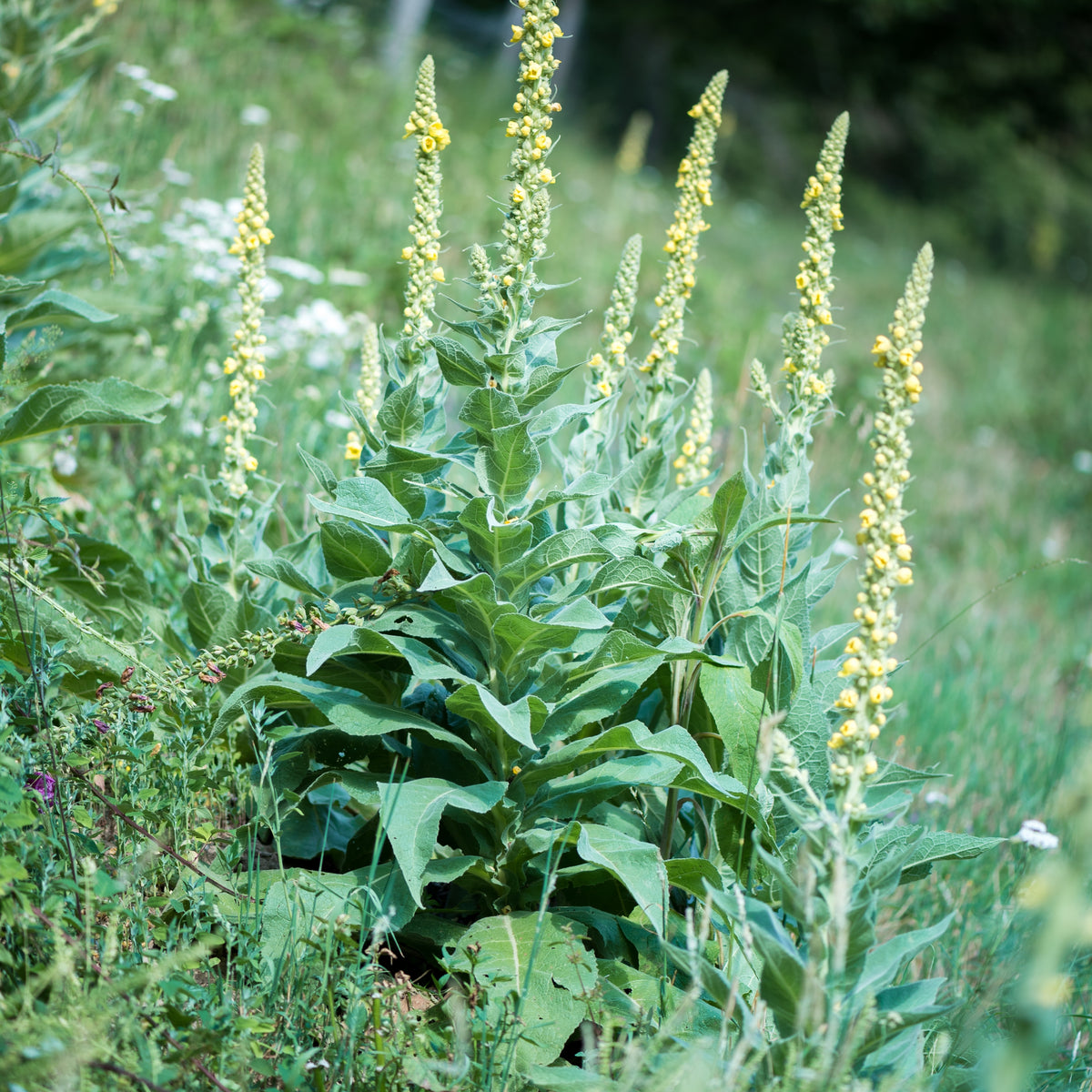 Mullein Common Seeds - Herbs Seeds, 101 seeds