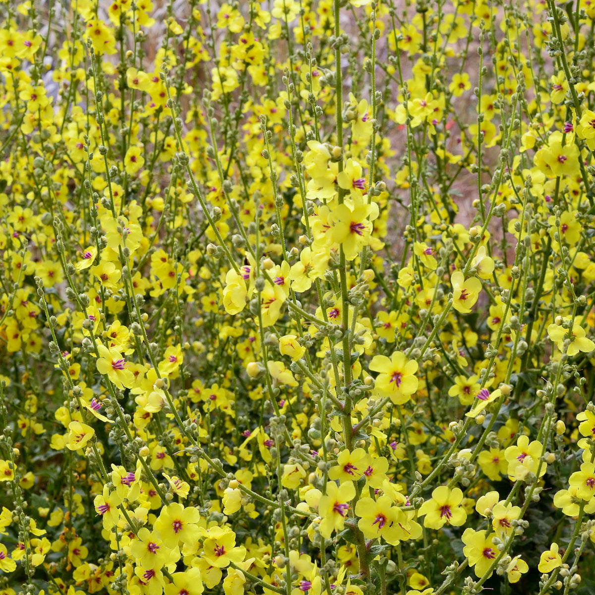 Mullein Common Seeds - Herbs Seeds, 101 seeds
