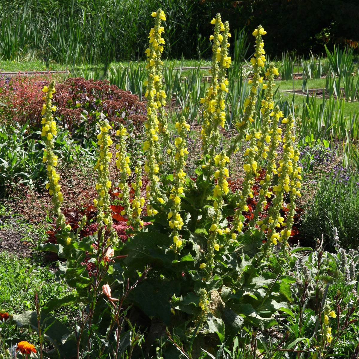 Mullein Common Seeds - Herbs Seeds, 101 seeds