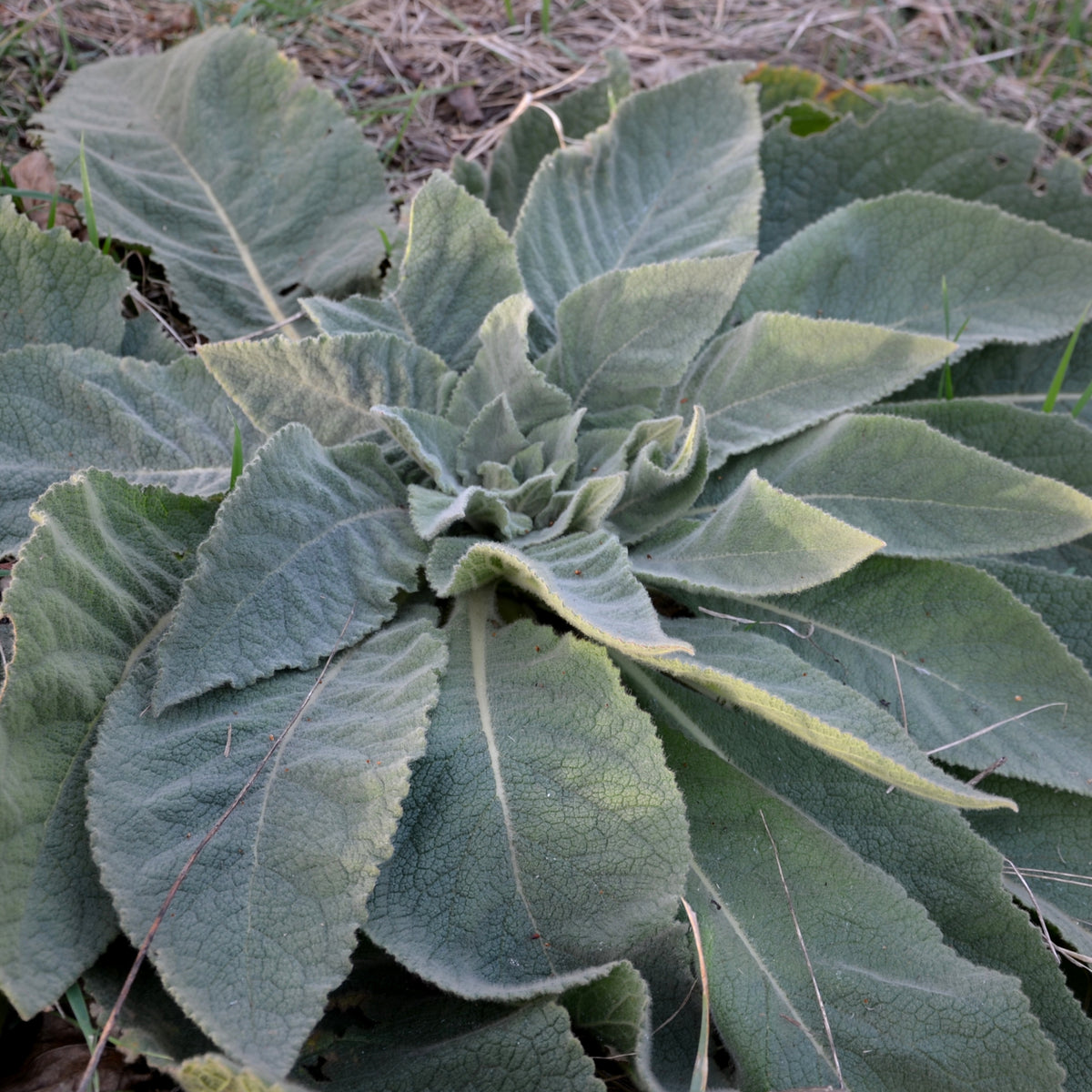 Mullein Common Seeds - Herbs Seeds, 101 seeds