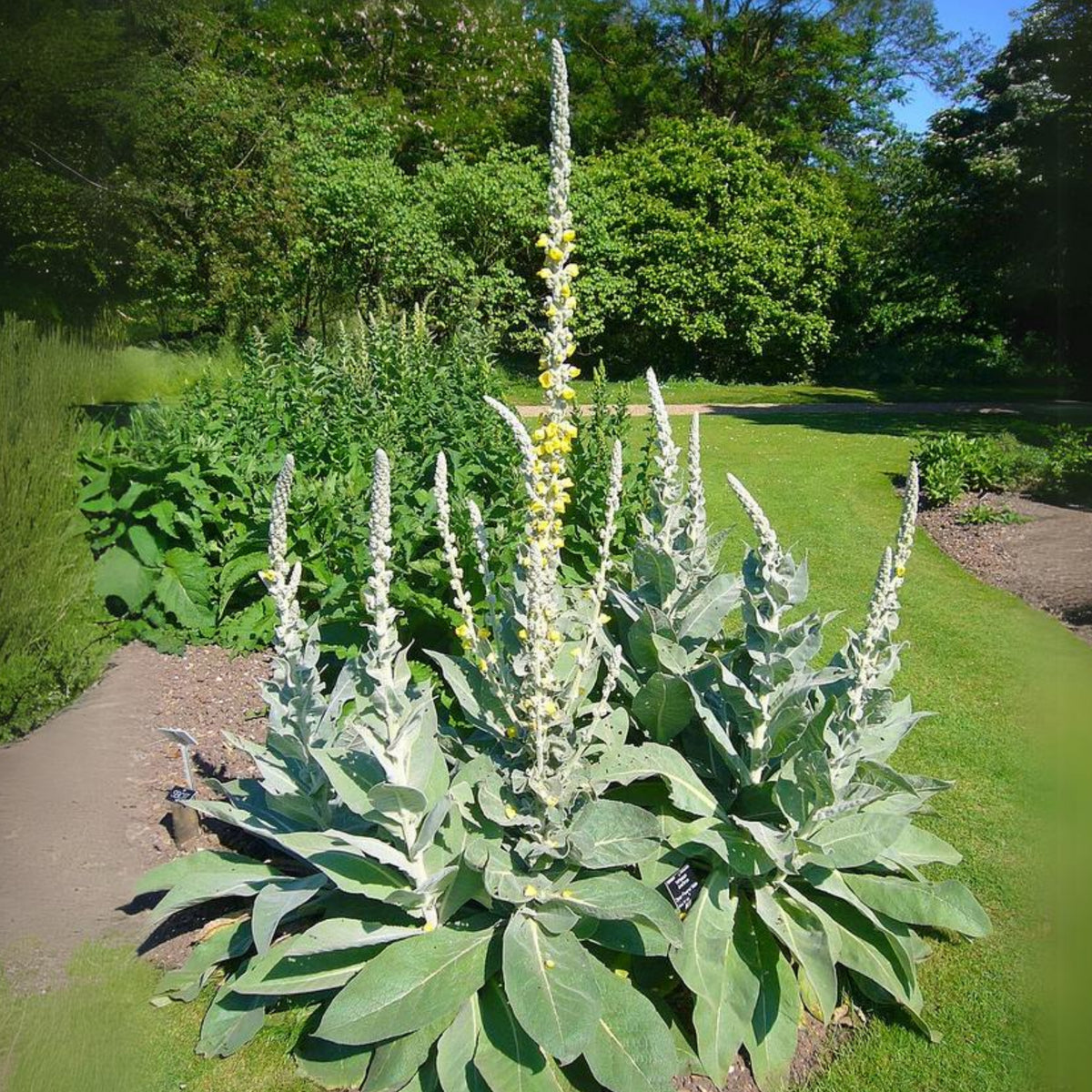 Mullein Common Seeds - Herbs Seeds, 101 seeds
