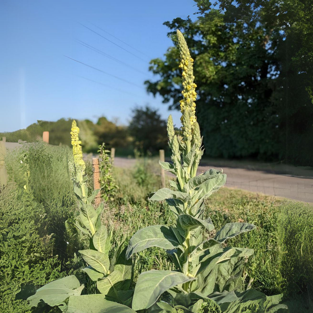 Mullein Common Seeds - Herbs Seeds, 101 seeds
