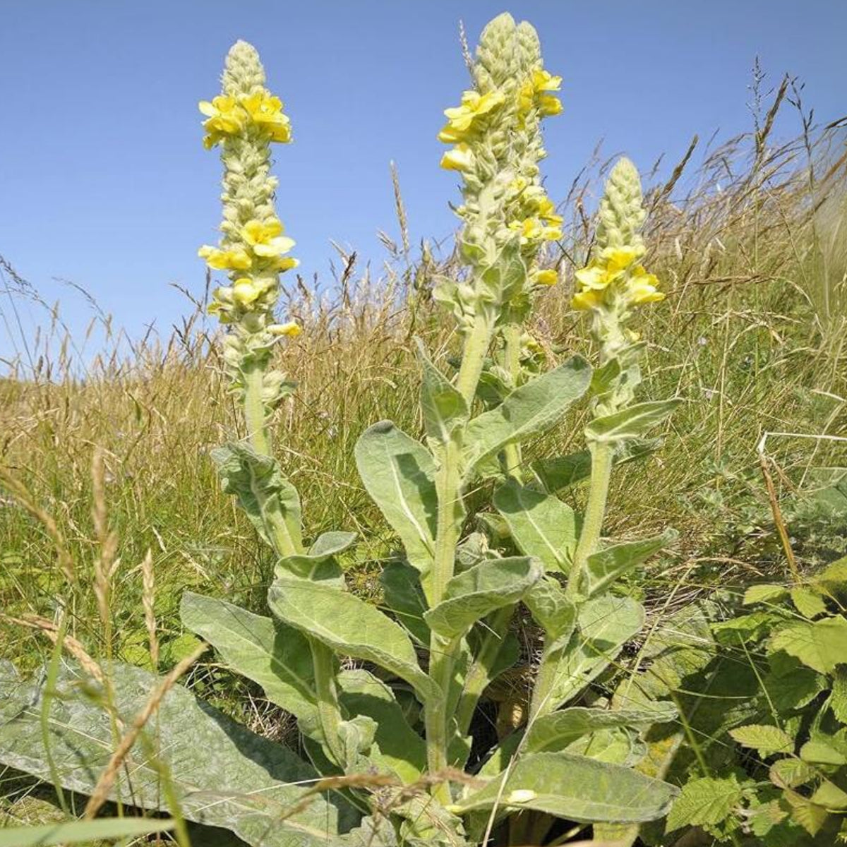 Mullein Common Seeds - Herbs Seeds, 101 seeds