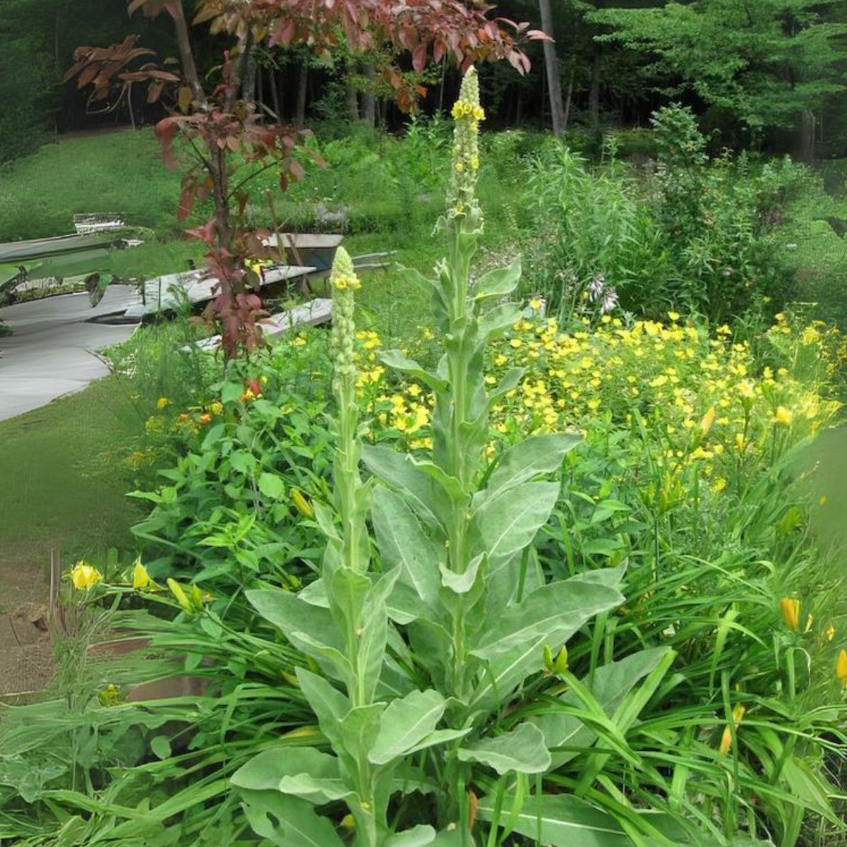 Mullein Common Seeds - Herbs Seeds, 101 seeds