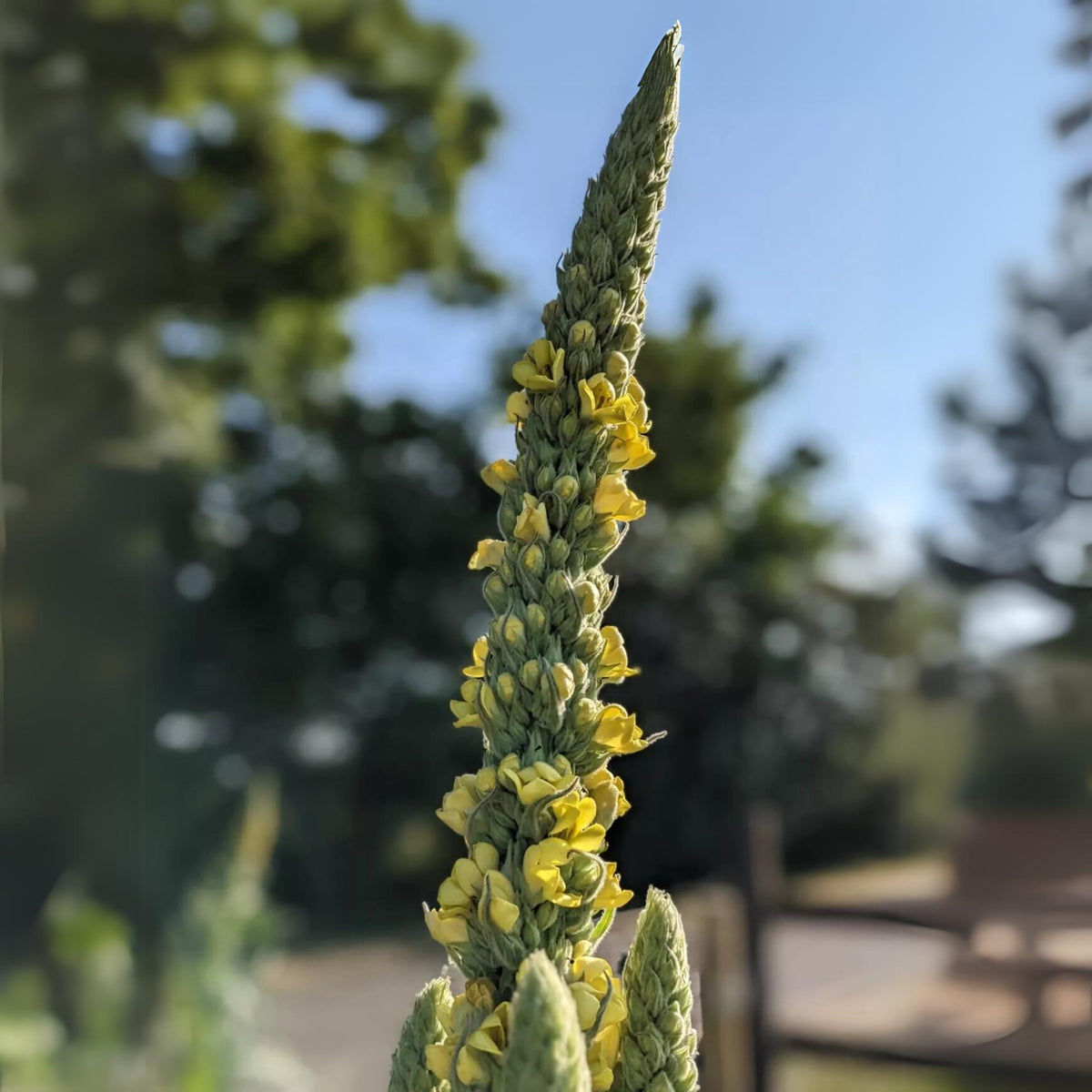 Mullein Common Seeds - Herbs Seeds, 101 seeds