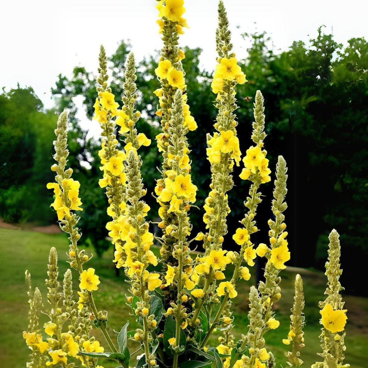 Mullein Common Seeds - Herbs Seeds, 101 seeds