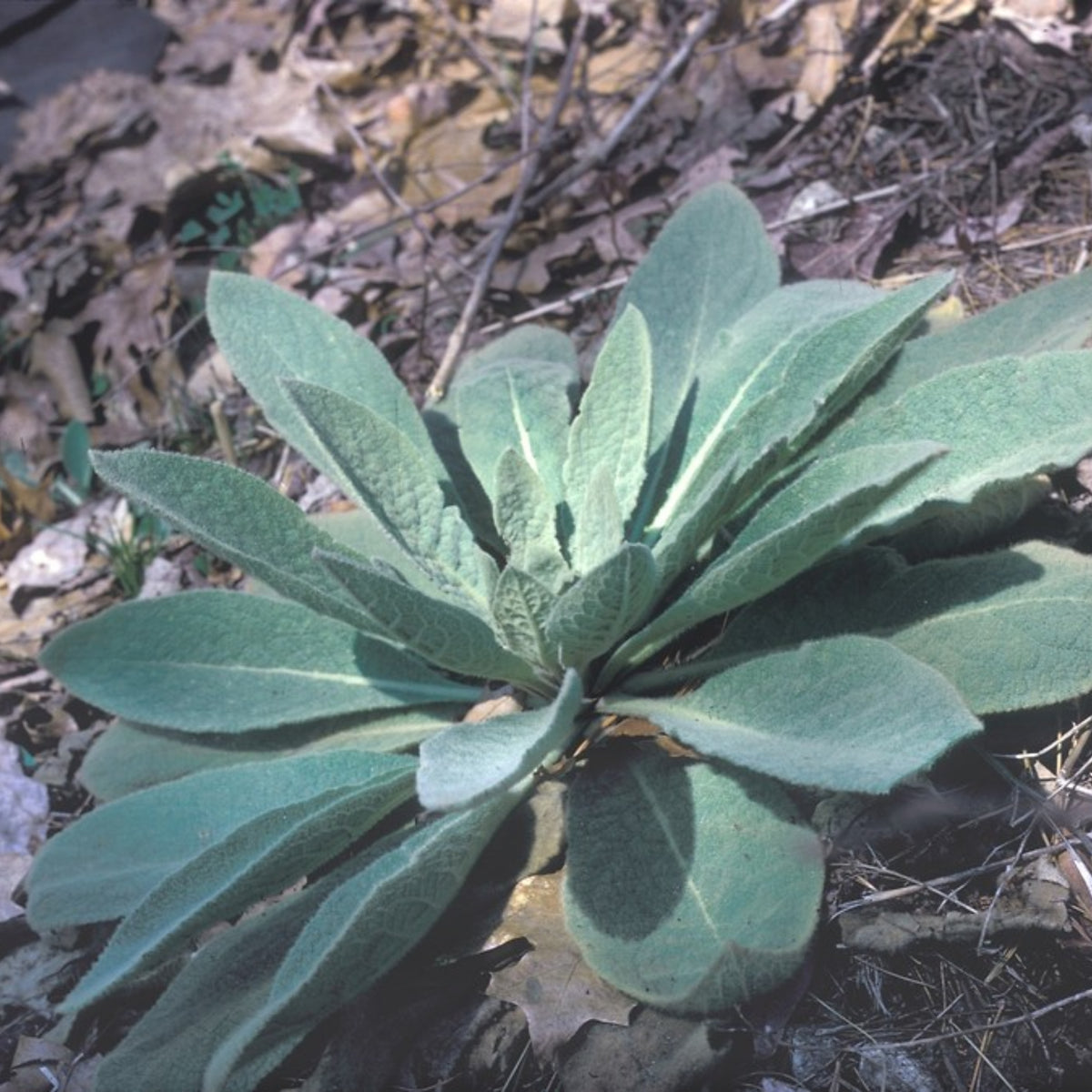 Mullein Common Seeds - Herbs Seeds, 101 seeds