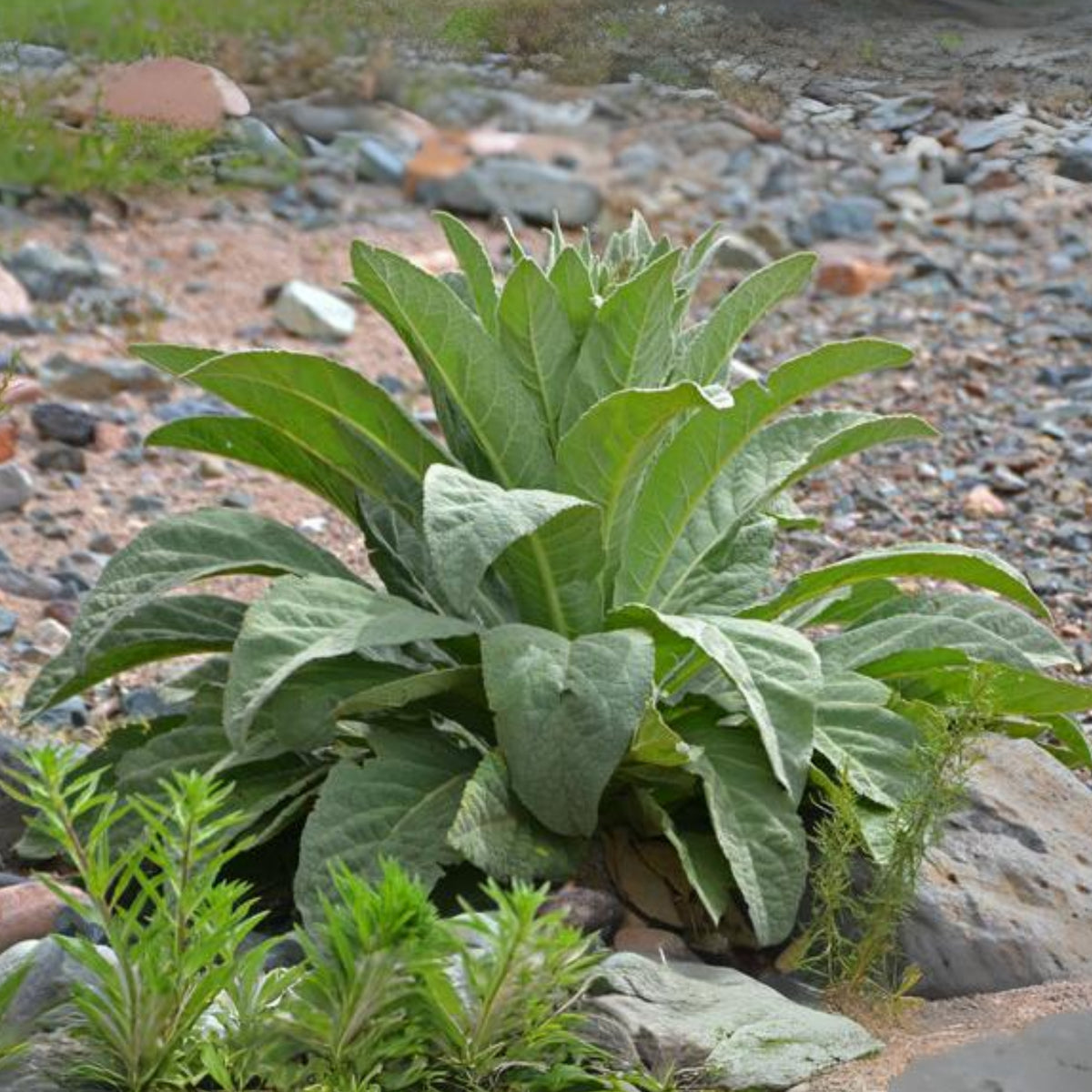 Mullein Common Seeds - Herbs Seeds, 101 seeds