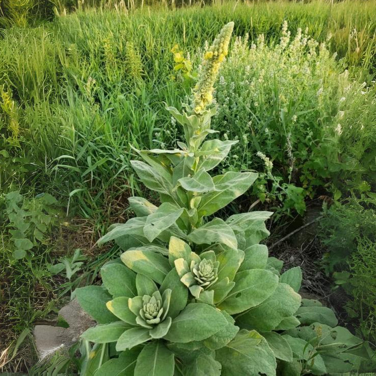 Mullein Common Seeds - Herbs Seeds, 101 seeds