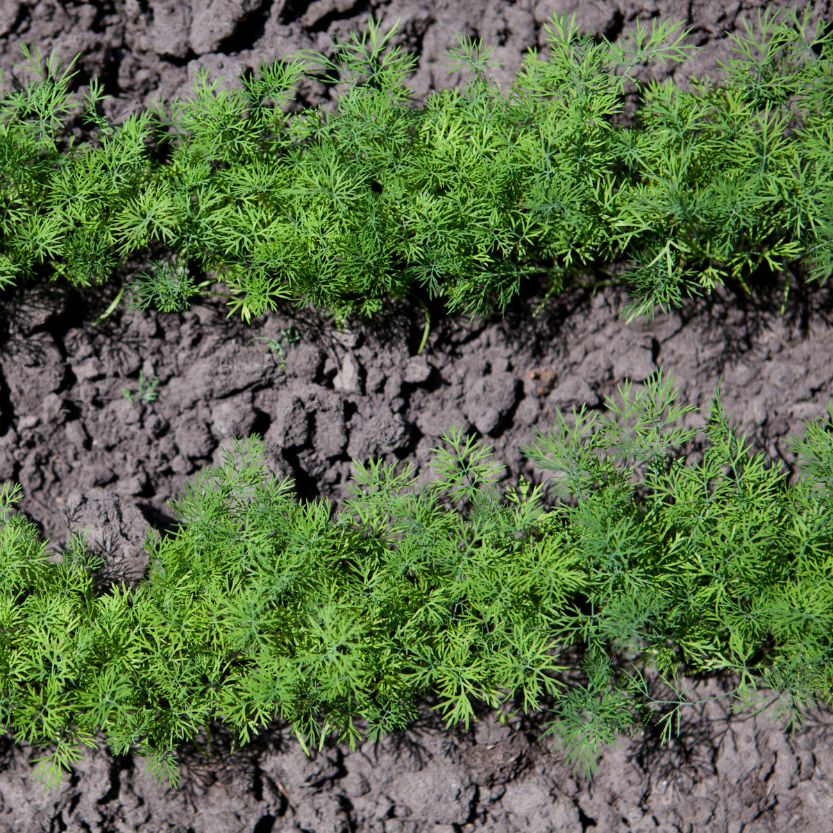 Dukat Dill Herb Seeds, 105 seeds