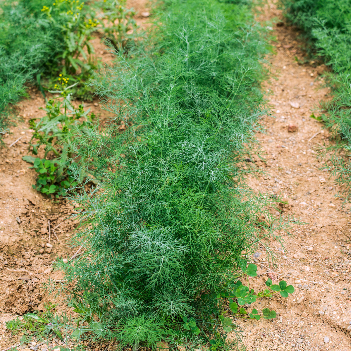 Dukat Dill Herb Seeds, 105 seeds