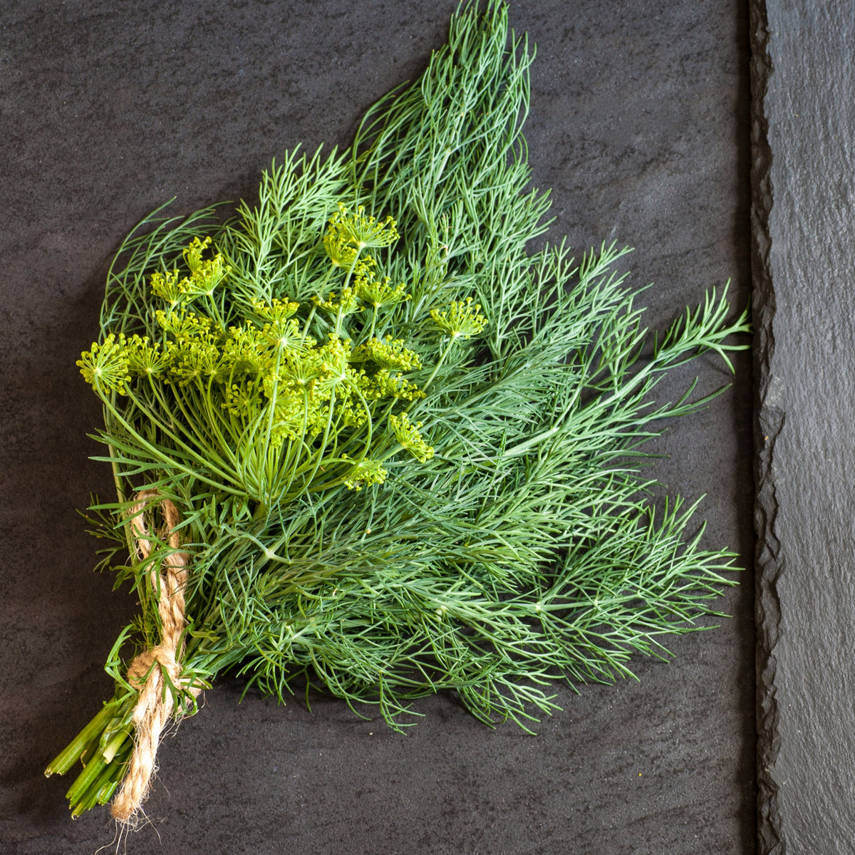 Dukat Dill Herb Seeds, 105 seeds