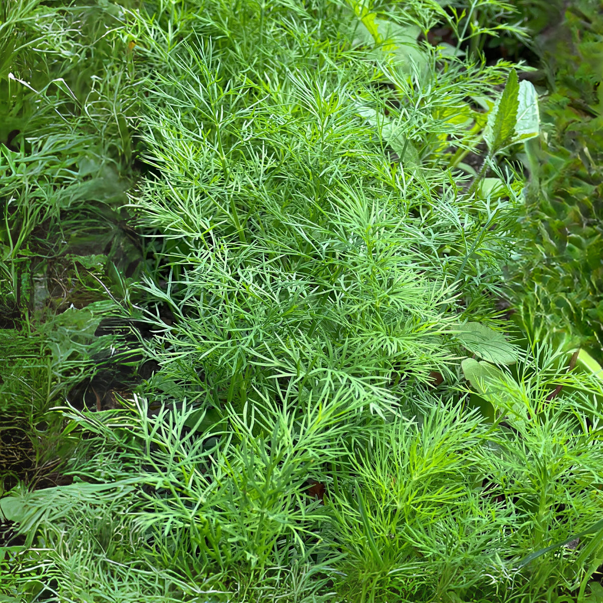 Dukat Dill Herb Seeds, 105 seeds