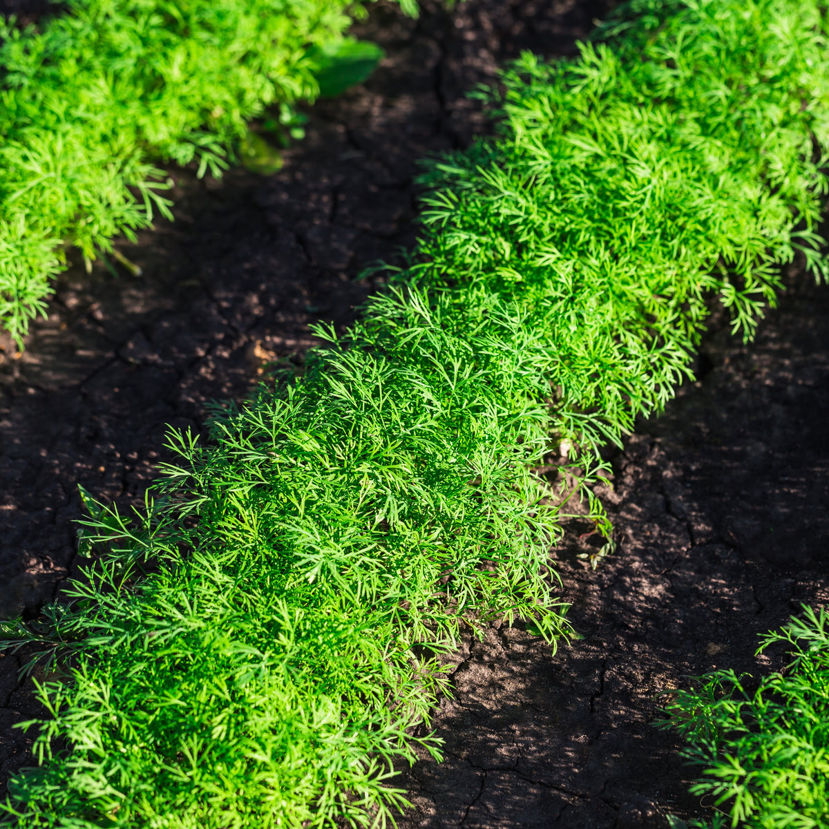 Dukat Dill Herb Seeds, 105 seeds