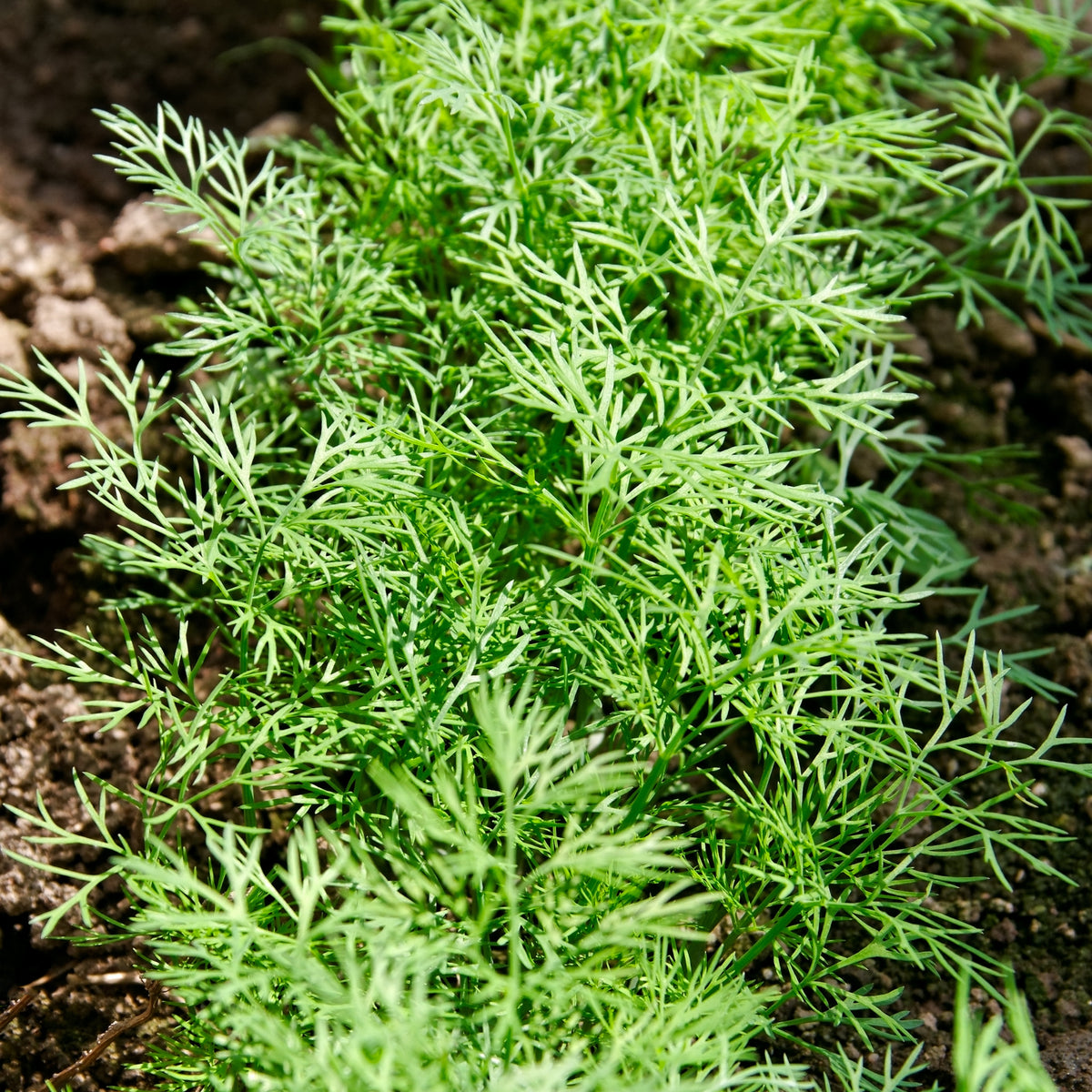 Dukat Dill Herb Seeds, 105 seeds