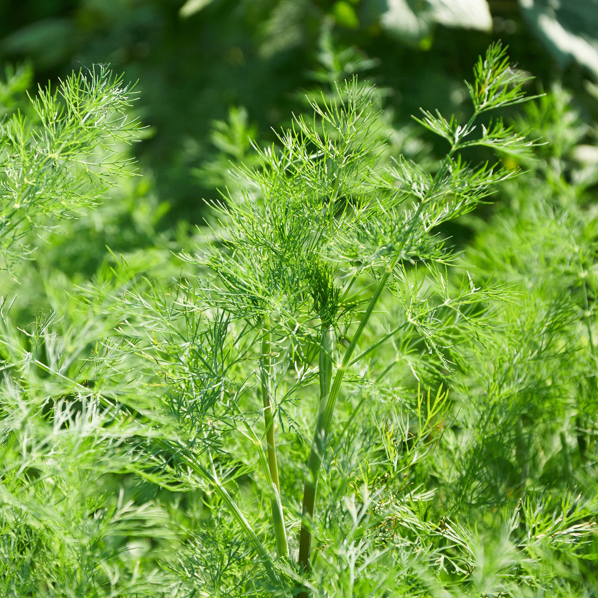 Dukat Dill Herb Seeds, 105 seeds