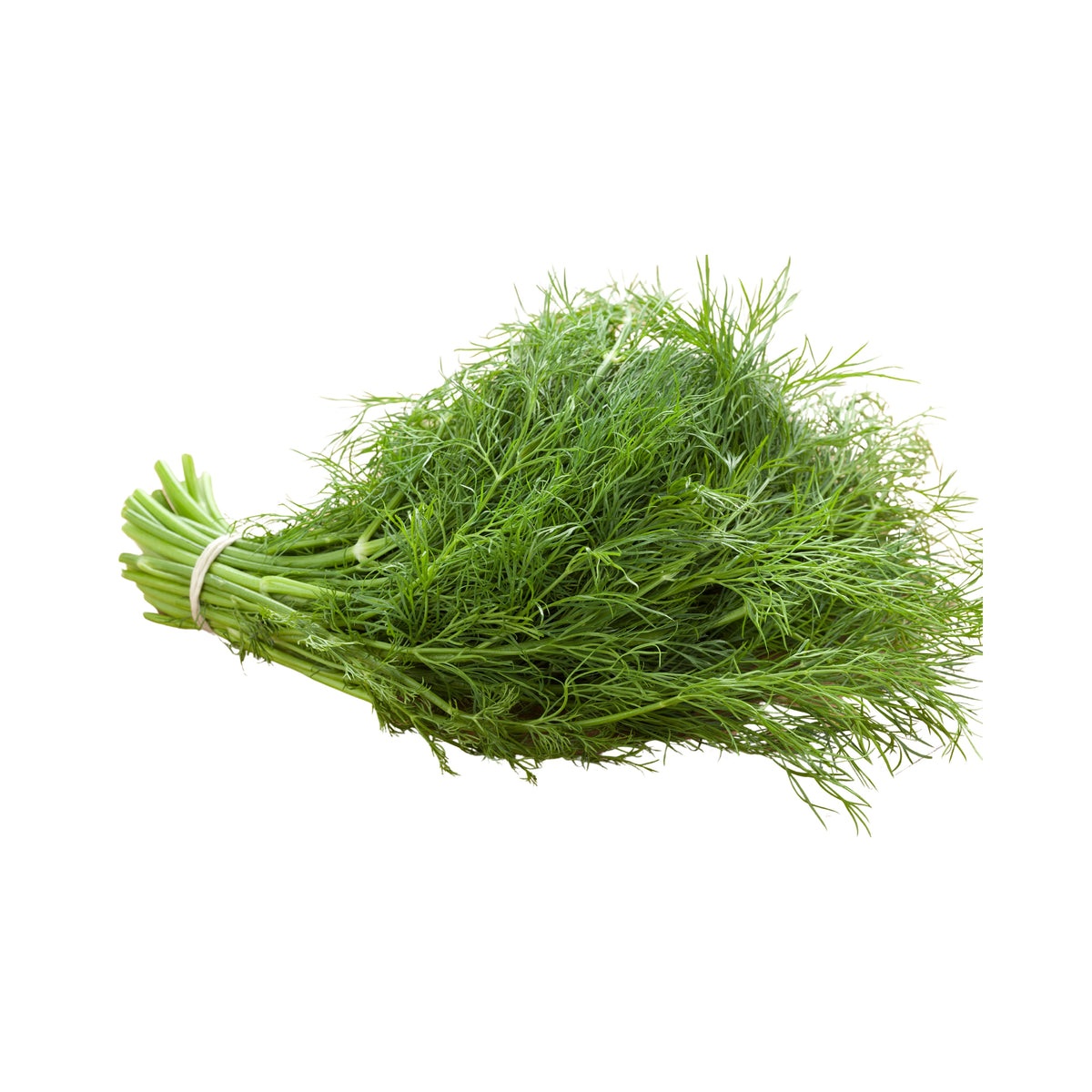 Dukat Dill Herb Seeds, 105 seeds