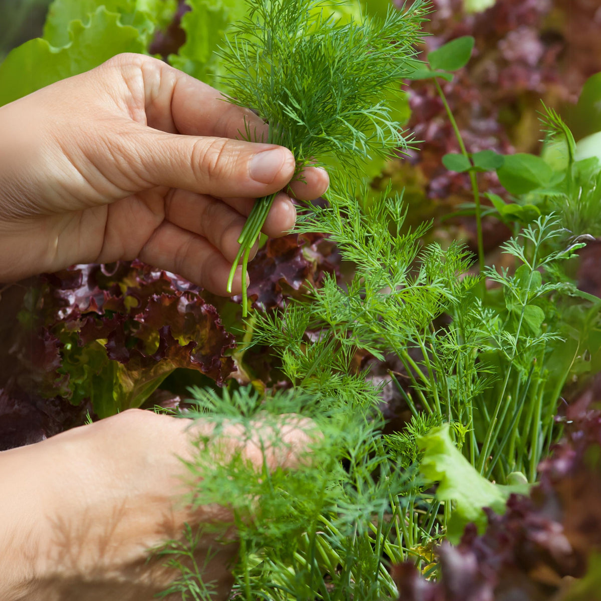 Dukat Dill Herb Seeds, 105 seeds