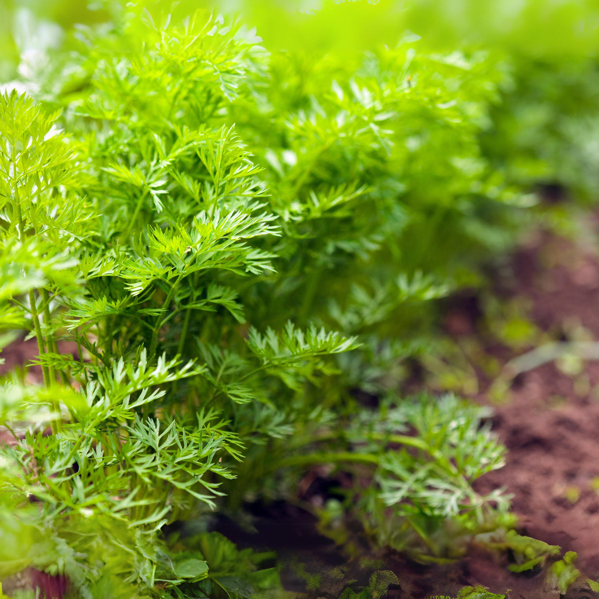 Dukat Dill Herb Seeds, 105 seeds