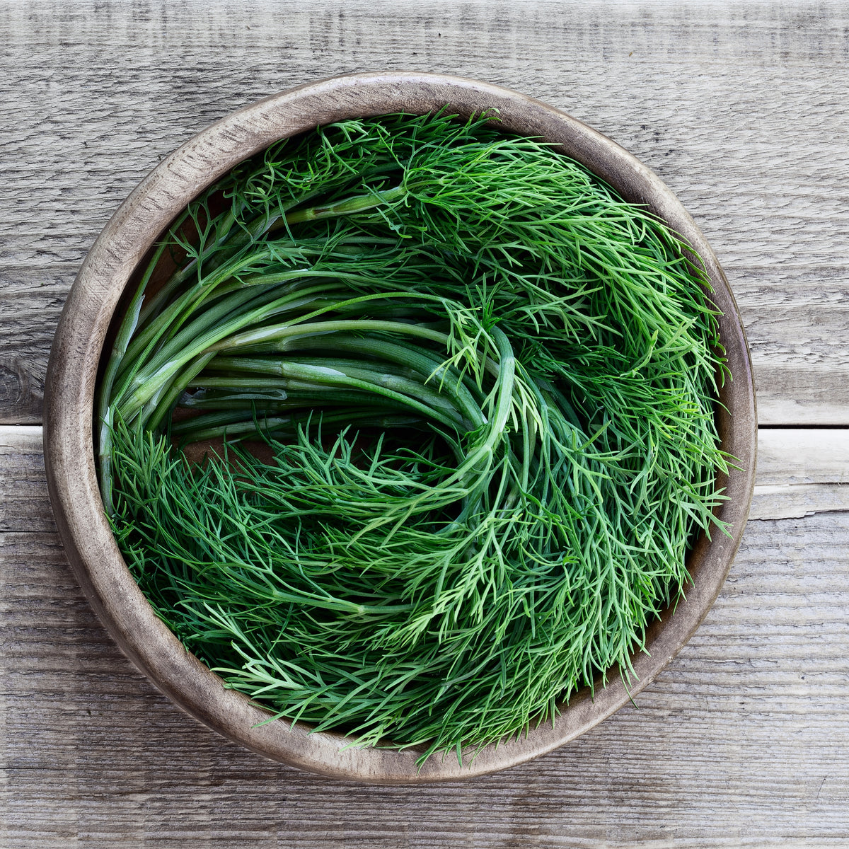 Dukat Dill Herb Seeds, 105 seeds