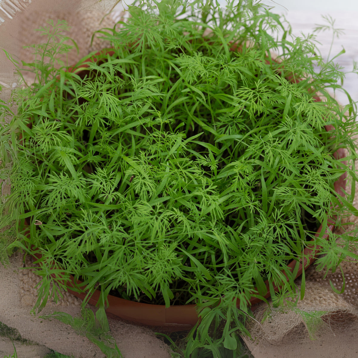 Dukat Dill Herb Seeds, 105 seeds
