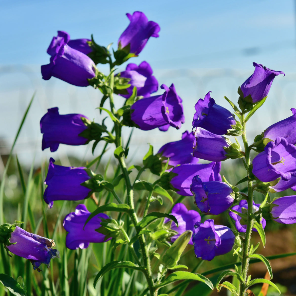 20s| Campanula pyramidalis - Bellflowers Seeds – Heirloom, Non-GMO, Easy to Grow Perennial, Perfect for Borders, Rock Gardens, Cottage Gardens, and Pollinator-Friendly Landscapes#8062