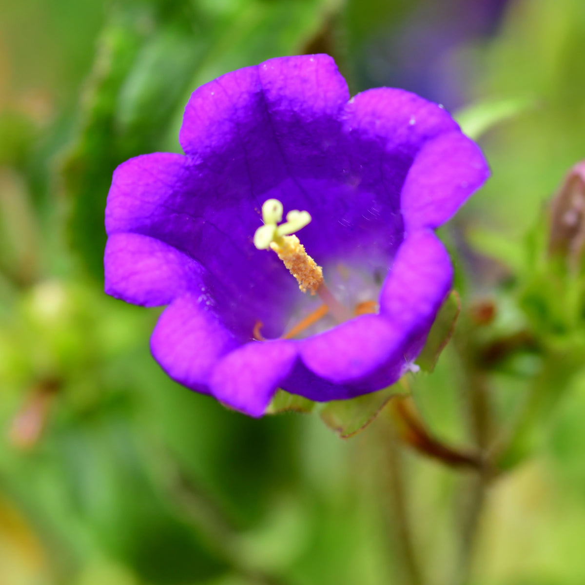 20s| Campanula pyramidalis - Bellflowers Seeds – Heirloom, Non-GMO, Easy to Grow Perennial, Perfect for Borders, Rock Gardens, Cottage Gardens, and Pollinator-Friendly Landscapes#8062