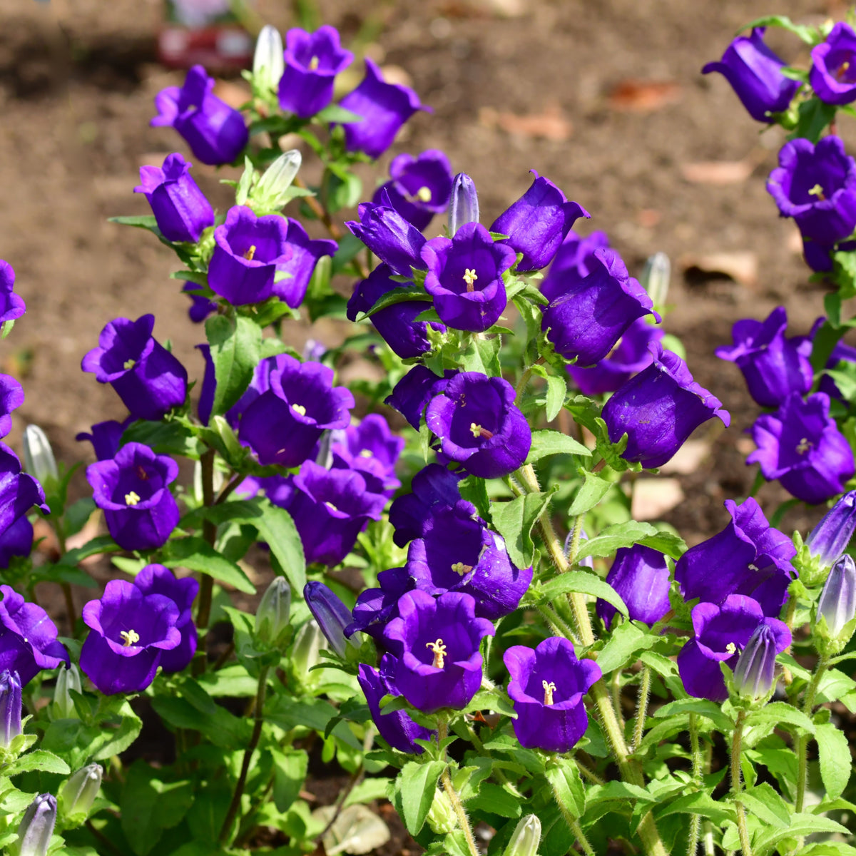 20s| Campanula pyramidalis - Bellflowers Seeds – Heirloom, Non-GMO, Easy to Grow Perennial, Perfect for Borders, Rock Gardens, Cottage Gardens, and Pollinator-Friendly Landscapes#8062