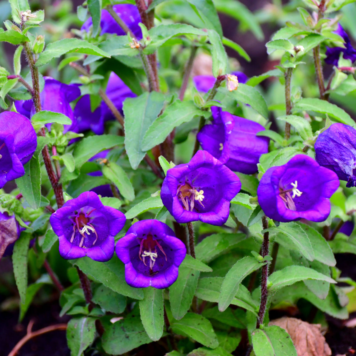 20s| Campanula pyramidalis - Bellflowers Seeds – Heirloom, Non-GMO, Easy to Grow Perennial, Perfect for Borders, Rock Gardens, Cottage Gardens, and Pollinator-Friendly Landscapes#8062