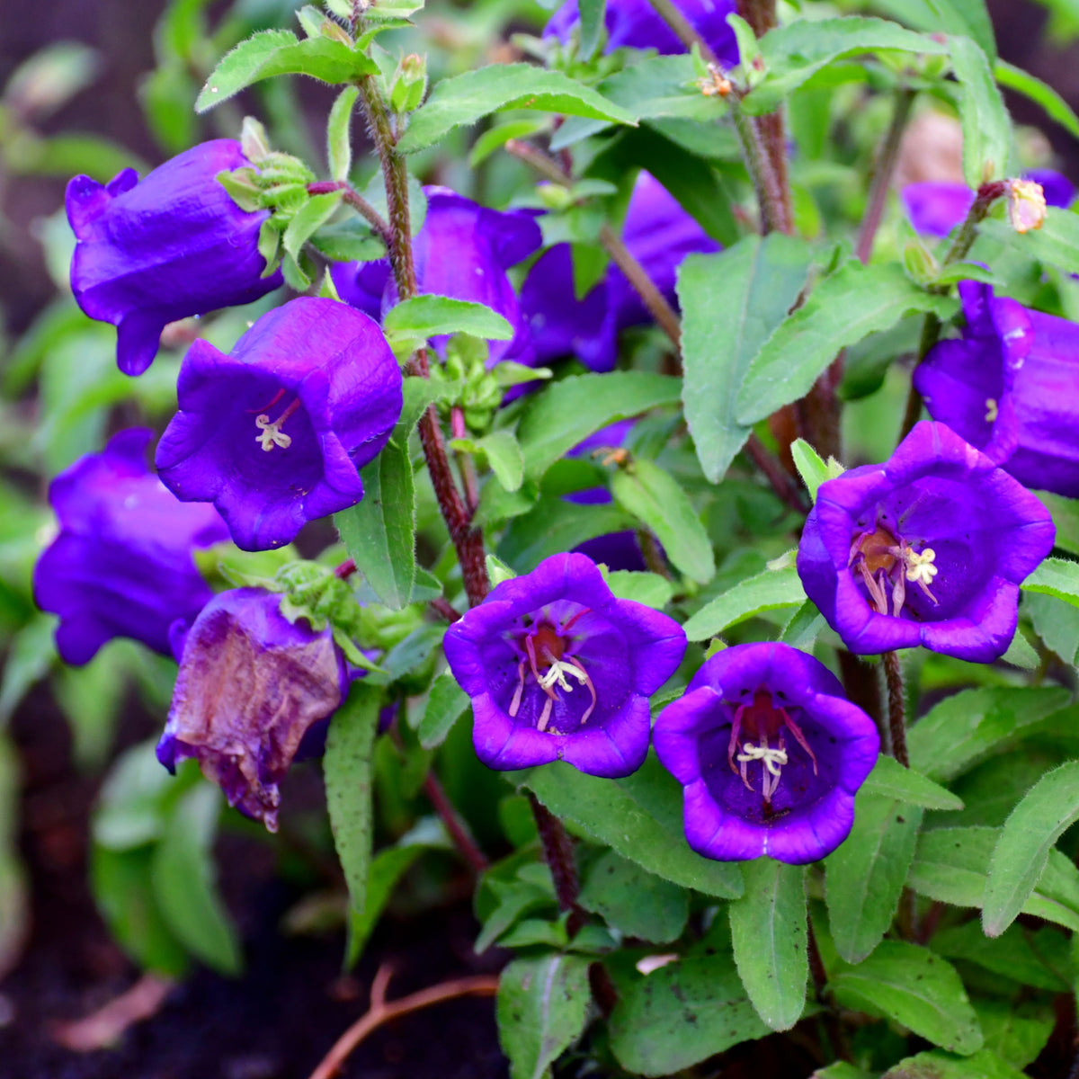 20s| Campanula pyramidalis - Bellflowers Seeds – Heirloom, Non-GMO, Easy to Grow Perennial, Perfect for Borders, Rock Gardens, Cottage Gardens, and Pollinator-Friendly Landscapes#8062